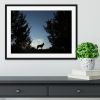 Picture of a wolf dog at dusk. Framed Print